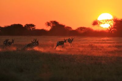 Horses on field against sky during sunset