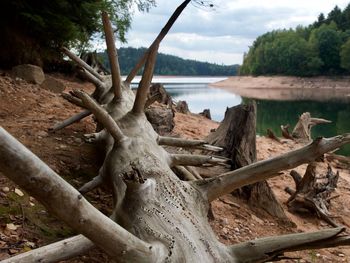Driftwood on tree trunk