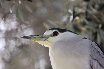Close-up of bird perching outdoors