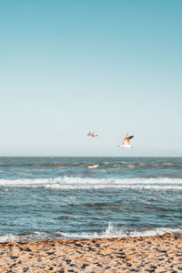 Seagull flying over sea against clear sky