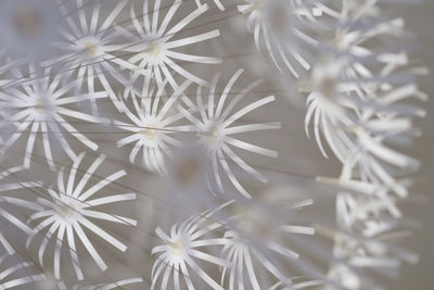 Close-up of white flowering plants