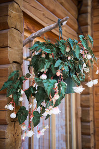 Low angle view of flowering plant hanging on wood