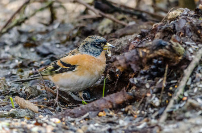 Close up of bird