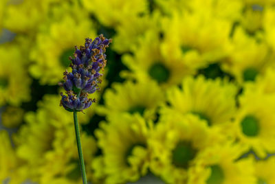 Close-up of lavender against yellow flowers