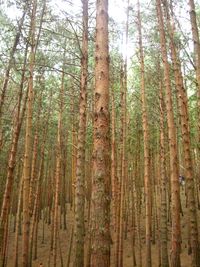 Pine trees in forest