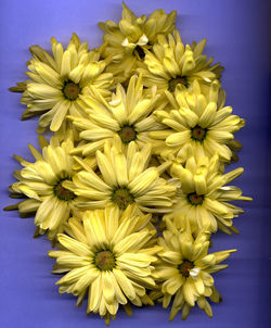 Close-up of yellow flowers against blue background