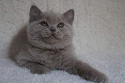 Portrait of cat relaxing at home