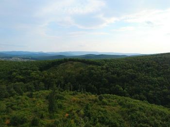 Scenic view of forest against sky