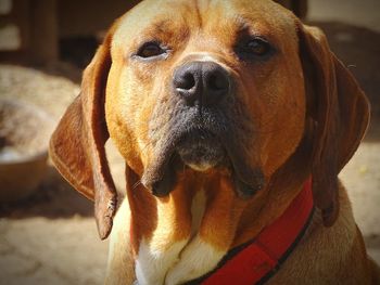 Close-up portrait of dog