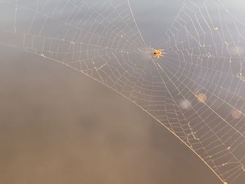 Close-up of spider on web