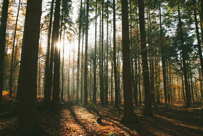 Trees in forest