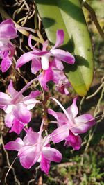 Close-up of pink flowering plant