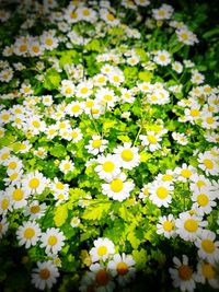 Close-up of yellow flowers blooming outdoors