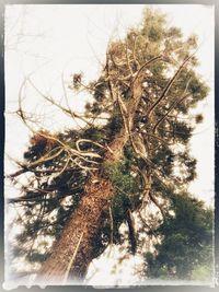 Low angle view of tree