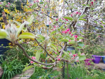 Close-up of flowering plant