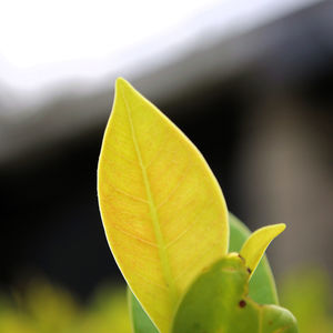 Close-up of plant