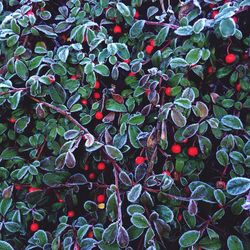 Full frame shot of leaves