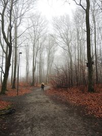 Rear view of man walking on bare trees in forest