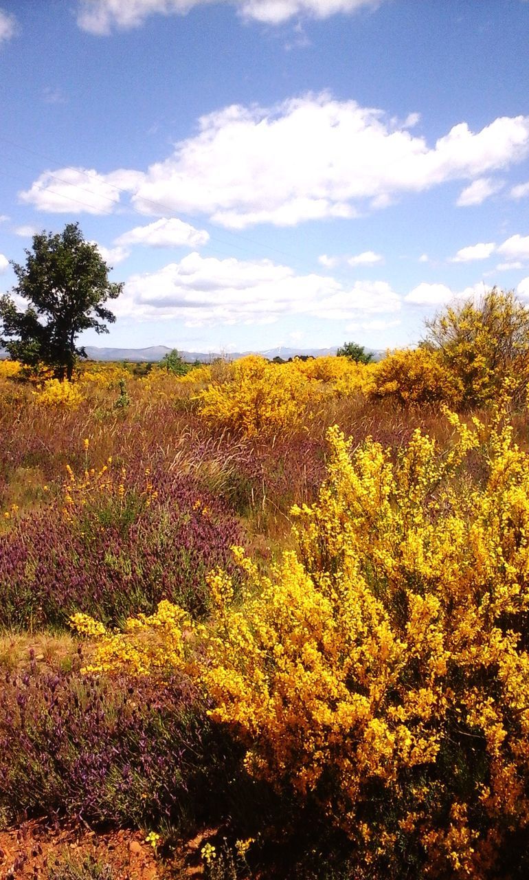 flower, sky, growth, field, beauty in nature, nature, yellow, tranquil scene, tranquility, agriculture, cloud - sky, rural scene, landscape, plant, scenics, tree, freshness, cloud, abundance, farm