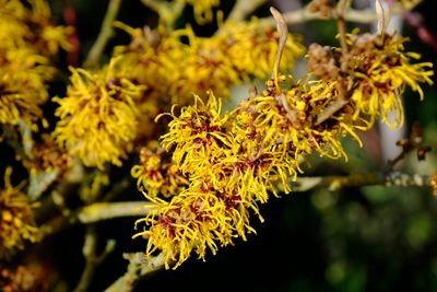 Close-up of flower on tree