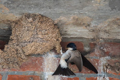 Bird perching on wall