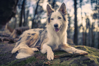 Close-up of dog