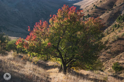 Trees growing on mountain road
