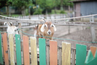 Portrait of goat standing behind fence