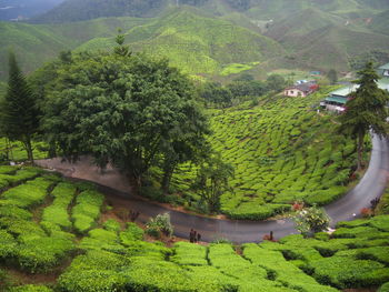 High angle view of trees on landscape