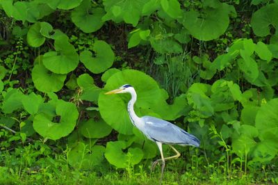 Close-up of heron on plants