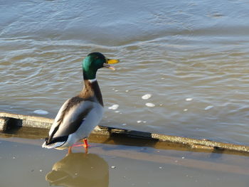 Bird perching on swimming in lake