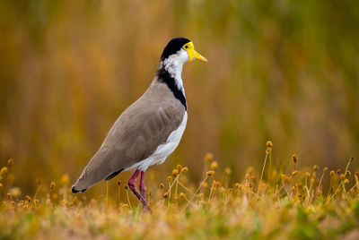 Bird on grassy field