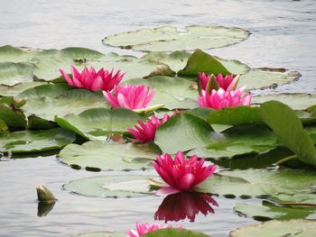 Lotus water lily in pond