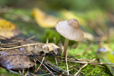 Close-up of mushroom growing on field