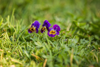 Close-up of purple flowering plant on field