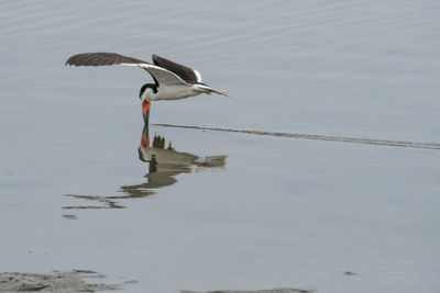 Bird flying over lake