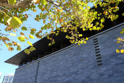 Low angle view of trees