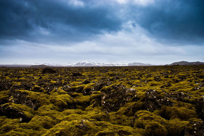 Scenic view of moss covered lava field against cloudy sky