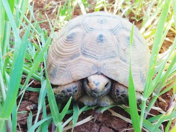 Close-up of a turtle on field