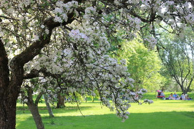 Trees growing in park