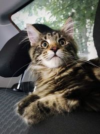 Portrait of cat sitting on floor