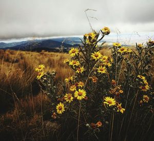 Close-up of yellow flowers in field