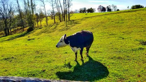 Cow grazing on field against sky