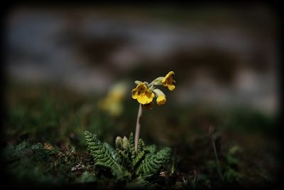 Close-up of yellow flower