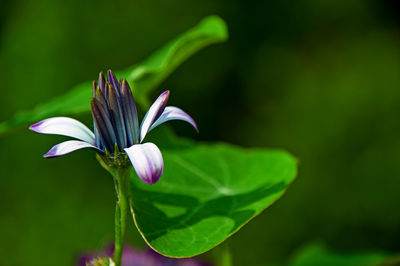 Close-up of purple flowering plant