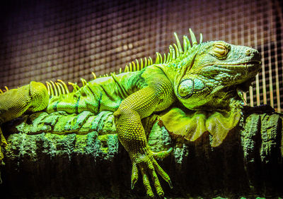 Close-up of lizard