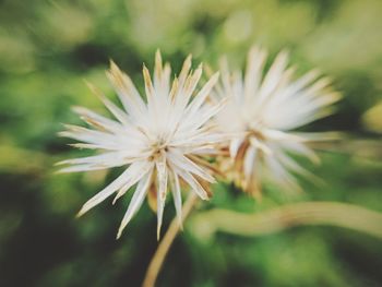 Close-up of white dandelion flower