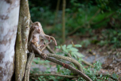 Monkey in a forest