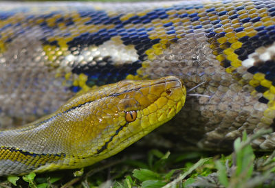 Close-up of snake on field