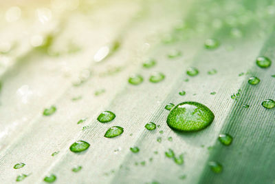 Water drops on banana leaf background with sun light